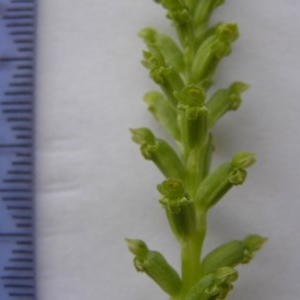Microtis unifolia at Yass River, NSW - 1 Nov 2020