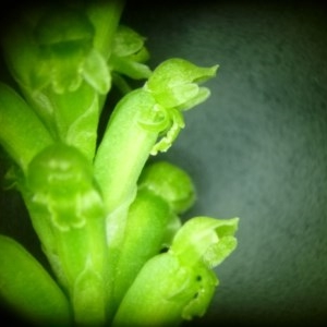 Microtis unifolia at Yass River, NSW - suppressed