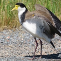 Vanellus miles (Masked Lapwing) at Wallaroo, NSW - 2 Nov 2020 by Christine