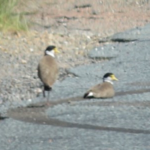 Vanellus miles at Wallaroo, NSW - 3 Nov 2020 10:12 AM