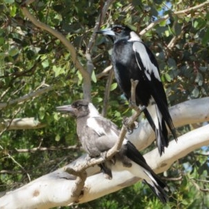 Gymnorhina tibicen at Ainslie, ACT - 2 Nov 2020