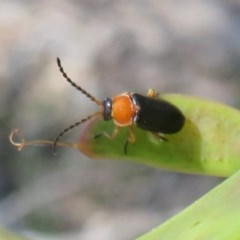 Heteromastix sp. (genus) (Soldier beetle) at ANBG - 3 Nov 2020 by Christine