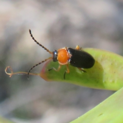 Heteromastix sp. (genus) (Soldier beetle) at Acton, ACT - 3 Nov 2020 by Christine