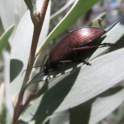 Homotrysis cisteloides (Darkling beetle) at Acton, ACT - 3 Nov 2020 by Christine