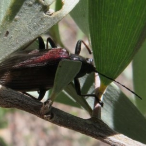 Homotrysis cisteloides at Acton, ACT - 3 Nov 2020