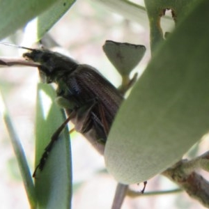 Homotrysis cisteloides at Acton, ACT - 3 Nov 2020