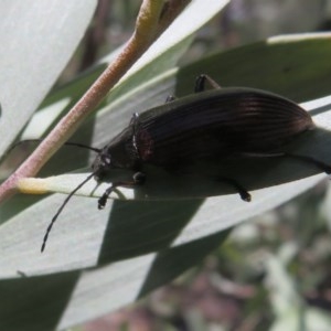 Homotrysis cisteloides at Acton, ACT - 3 Nov 2020