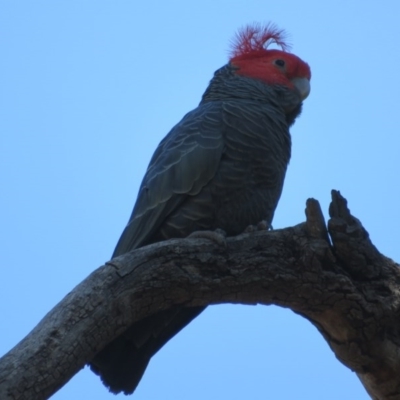 Callocephalon fimbriatum (Gang-gang Cockatoo) at ANBG - 3 Nov 2020 by Christine