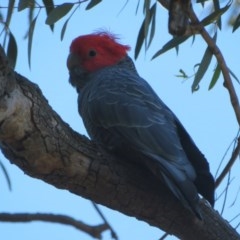 Callocephalon fimbriatum at Acton, ACT - 3 Nov 2020