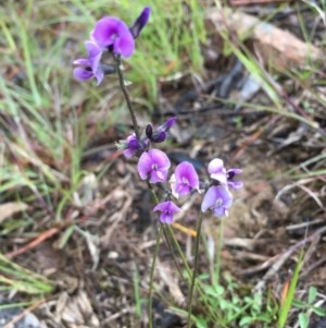 Glycine tabacina at Boro, NSW - 5 Nov 2020