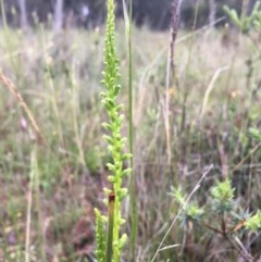 Microtis sp. (Onion Orchid) at Lower Boro, NSW - 5 Nov 2020 by mcleana