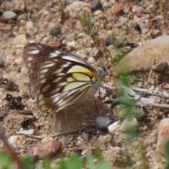 Belenois java (Caper White) at Acton, ACT - 4 Nov 2020 by RodDeb