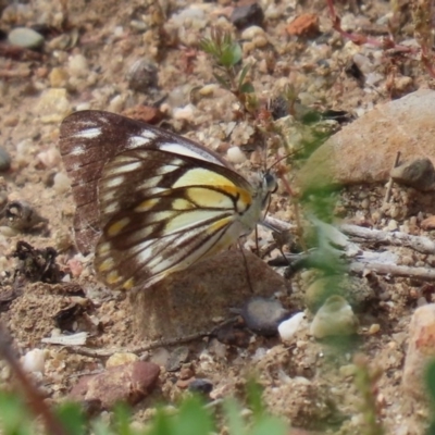 Belenois java (Caper White) at Acton, ACT - 3 Nov 2020 by RodDeb