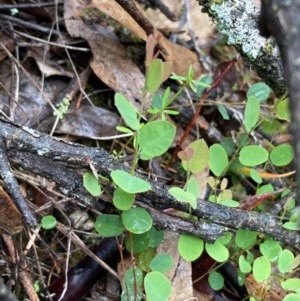 Bossiaea prostrata at Urila, NSW - 4 Nov 2020