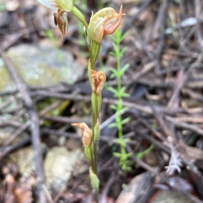 Oligochaetochilus sp. (A Rustyhood Orchid) at Burra, NSW - 4 Nov 2020 by Safarigirl