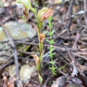 Oligochaetochilus sp. at Burra, NSW - 4 Nov 2020