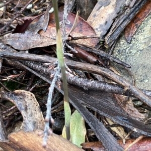Oligochaetochilus sp. at Burra, NSW - 4 Nov 2020