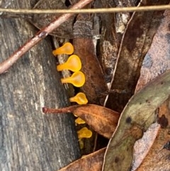 Dacryopinax spathularia (Dacryopinax spathularia) at Burra, NSW - 4 Nov 2020 by Safarigirl