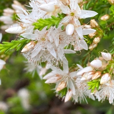 Calytrix tetragona (Common Fringe-myrtle) at QPRC LGA - 4 Nov 2020 by Safarigirl