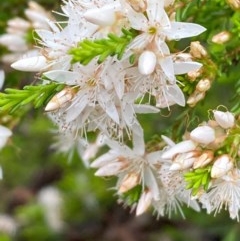 Calytrix tetragona (Common Fringe-myrtle) at Burra, NSW - 4 Nov 2020 by Safarigirl