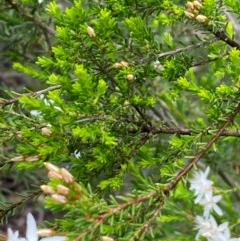 Calytrix tetragona at Burra, NSW - 4 Nov 2020