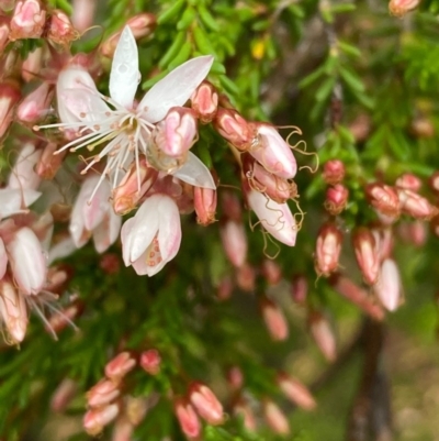 Calytrix tetragona (Common Fringe-myrtle) at QPRC LGA - 4 Nov 2020 by Safarigirl