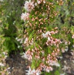 Calytrix tetragona at Burra, NSW - 4 Nov 2020