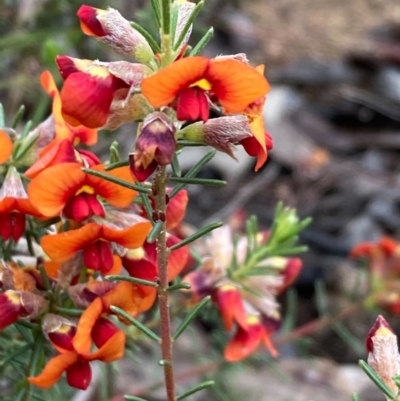 Dillwynia sp. Yetholme (P.C.Jobson 5080) NSW Herbarium at Burra, NSW - 4 Nov 2020 by Safarigirl