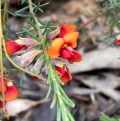 Dillwynia sp. Yetholme (P.C.Jobson 5080) NSW Herbarium at Burra, NSW - 4 Nov 2020 04:05 PM