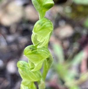 Hymenochilus sp. at Burra, NSW - suppressed