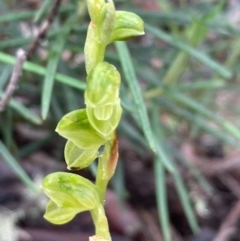 Hymenochilus sp. at Burra, NSW - suppressed