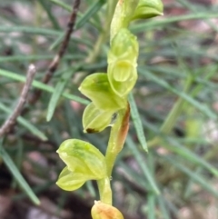 Hymenochilus sp. at Burra, NSW - suppressed