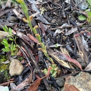 Hymenochilus sp. at Burra, NSW - suppressed