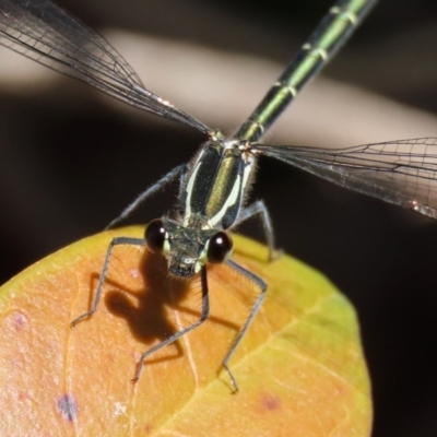 Austroargiolestes icteromelas (Common Flatwing) at ANBG - 3 Nov 2020 by RodDeb