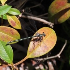 Austroargiolestes icteromelas at Acton, ACT - 4 Nov 2020