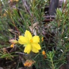 Hibbertia calycina (Lesser Guinea-flower) at Boro, NSW - 5 Nov 2020 by mcleana