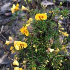 Dillwynia sp. at Lower Boro, NSW - 24 Oct 2020 by mcleana
