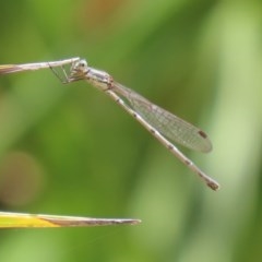 Austrolestes leda (Wandering Ringtail) at National Zoo and Aquarium - 4 Nov 2020 by RodDeb