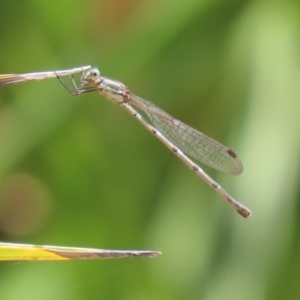 Austrolestes leda at Molonglo Valley, ACT - 4 Nov 2020