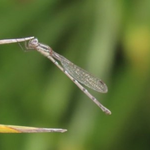 Austrolestes leda at Molonglo Valley, ACT - 4 Nov 2020