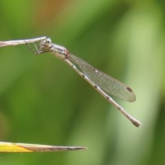 Austrolestes leda at Molonglo Valley, ACT - 4 Nov 2020