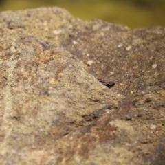 Austrolestes leda at Molonglo Valley, ACT - 4 Nov 2020