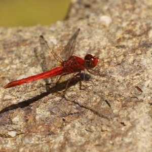 Diplacodes haematodes at Molonglo Valley, ACT - 4 Nov 2020 12:58 PM