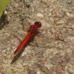 Diplacodes haematodes at Molonglo Valley, ACT - 4 Nov 2020 12:58 PM