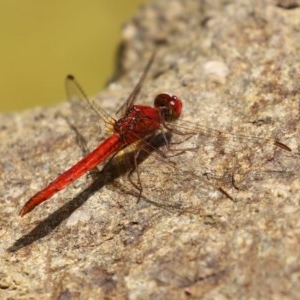 Diplacodes haematodes at Molonglo Valley, ACT - 4 Nov 2020 12:58 PM