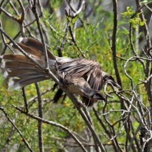 Anthochaera carunculata at Acton, ACT - 4 Nov 2020