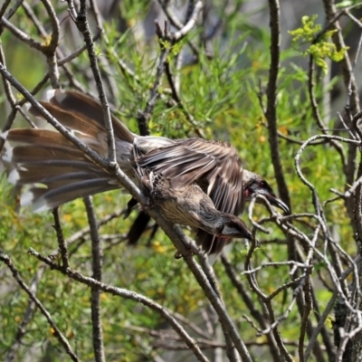 Anthochaera carunculata (Red Wattlebird) at Acton, ACT - 4 Nov 2020 by RodDeb