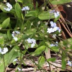 Myosotis laxa subsp. caespitosa (Water Forget-me-not) at Hughes, ACT - 30 Oct 2020 by ruthkerruish