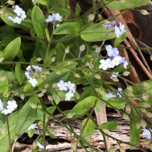 Myosotis laxa subsp. caespitosa at Hughes Garran Woodland - 30 Oct 2020 10:26 AM