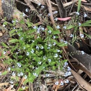 Myosotis laxa subsp. caespitosa at Hughes Garran Woodland - 30 Oct 2020 10:26 AM